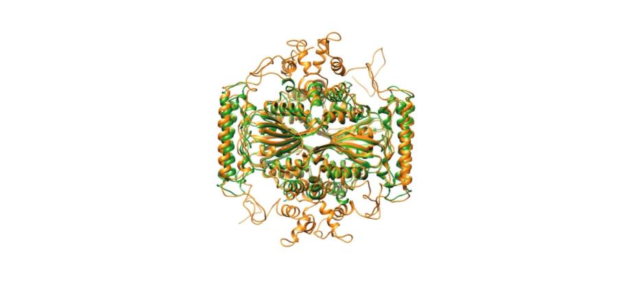 Une origine bactérienne pour l'ADN des eucaryotes ?