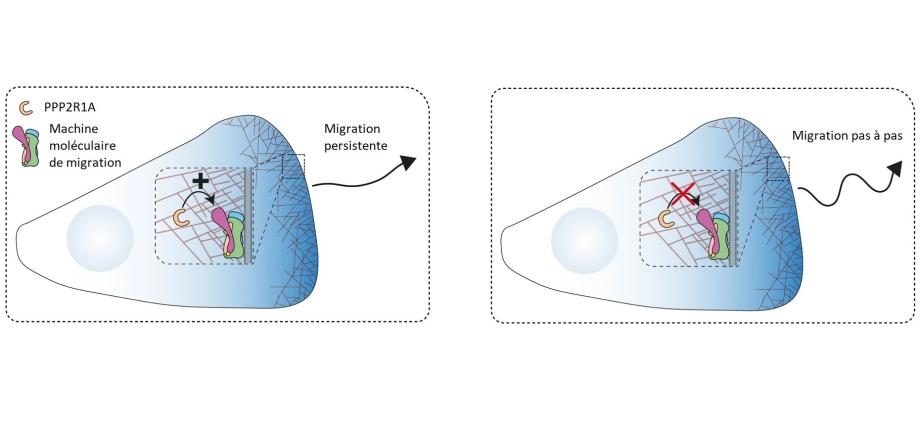 A gene mutated in tumors allows cells to " gear up " and spread