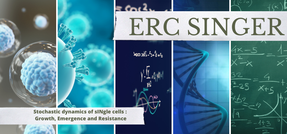 ERC SINGER -  Stochastic dynamics of sINgle cells : Growth, Emergence and Resistance