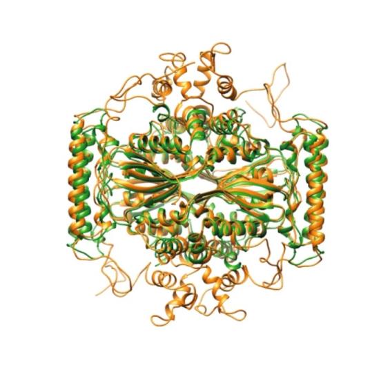 A bacterial origin for the DNA of eukaryotes?