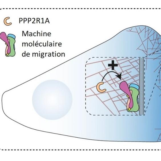 Un gène muté dans les tumeurs permet aux cellules « d’embrayer » et de se disséminer