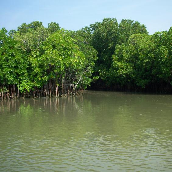 Comment l’océan absorbe le CO2 : les modèles innovants de Laurent Bopp