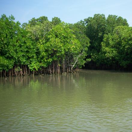 How the Ocean Absorbs CO2: Laurent Bopp’s Innovative Models